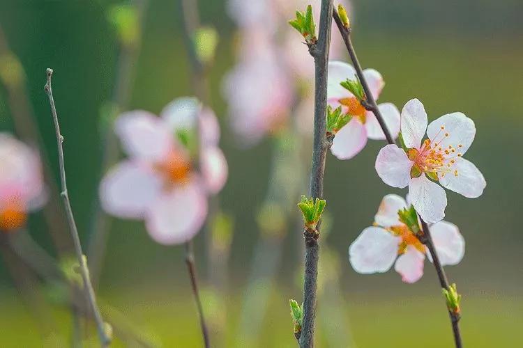 惊蛰适合喝什么茶,惊蛰季节多喝什么茶叶最好