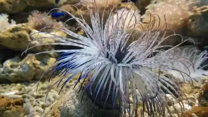 北海涠洲岛5天4晚自由行,广西北海到涠洲岛旅游攻略