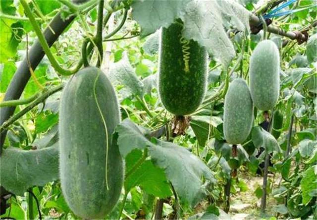 农业种植节瓜,种节瓜怎么搭架