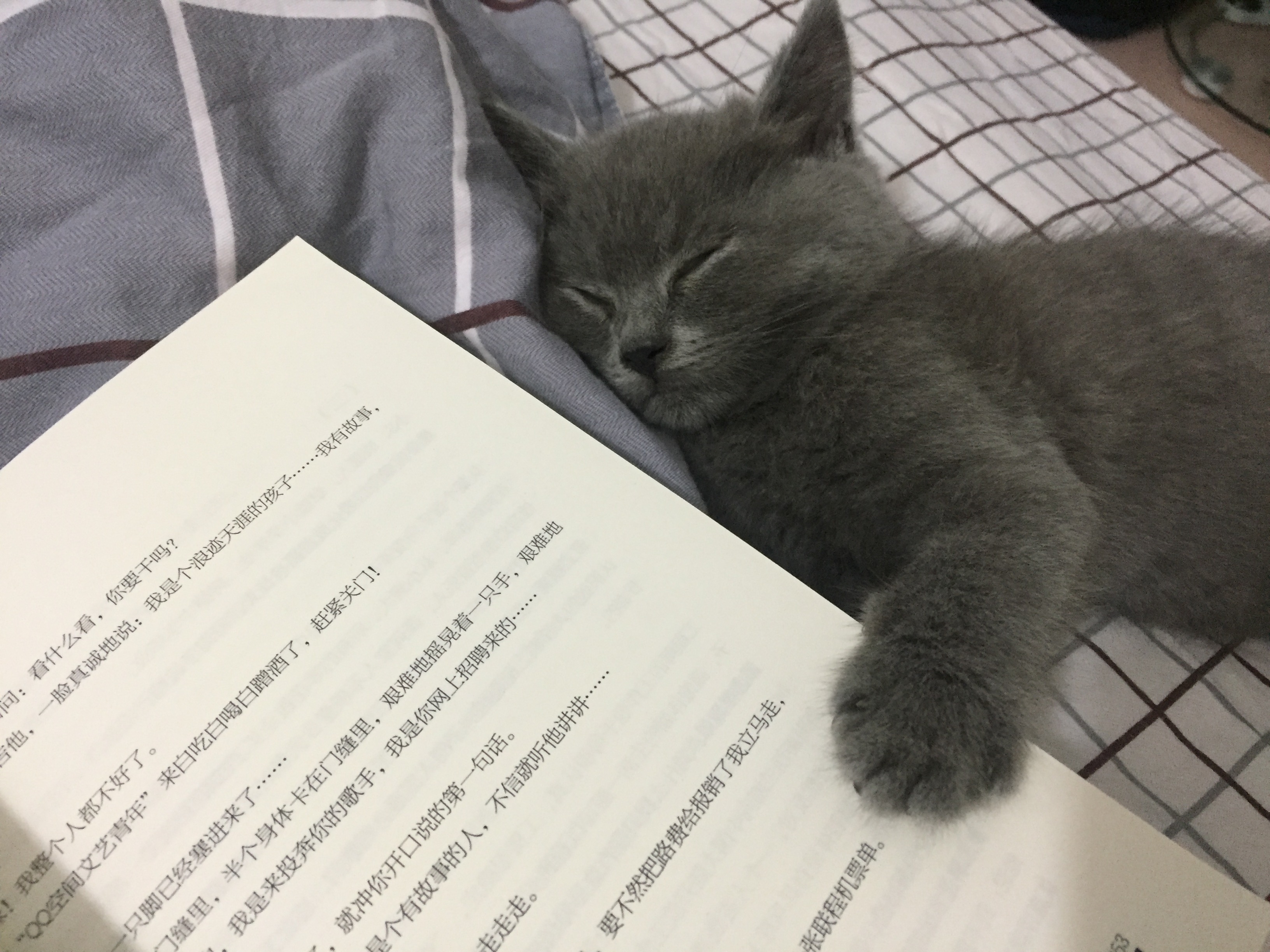 资深猫奴注意事项,猫奴都应该做什么