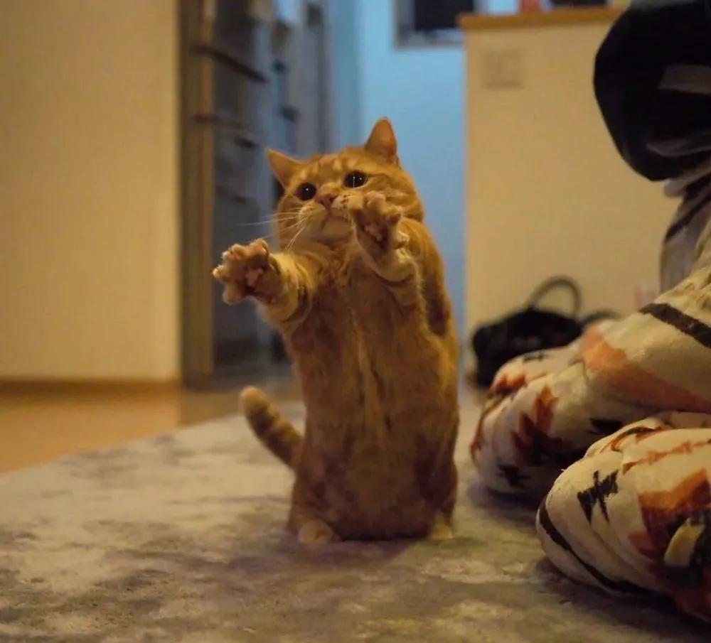 爱唱歌的小猫咪,爱唱歌的可爱猫咪