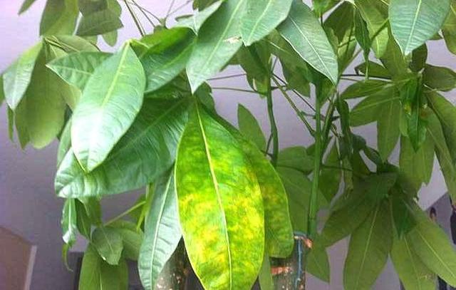 发财树叶片上有黏液是怎么回事,发财树枝干流液体怎么回事