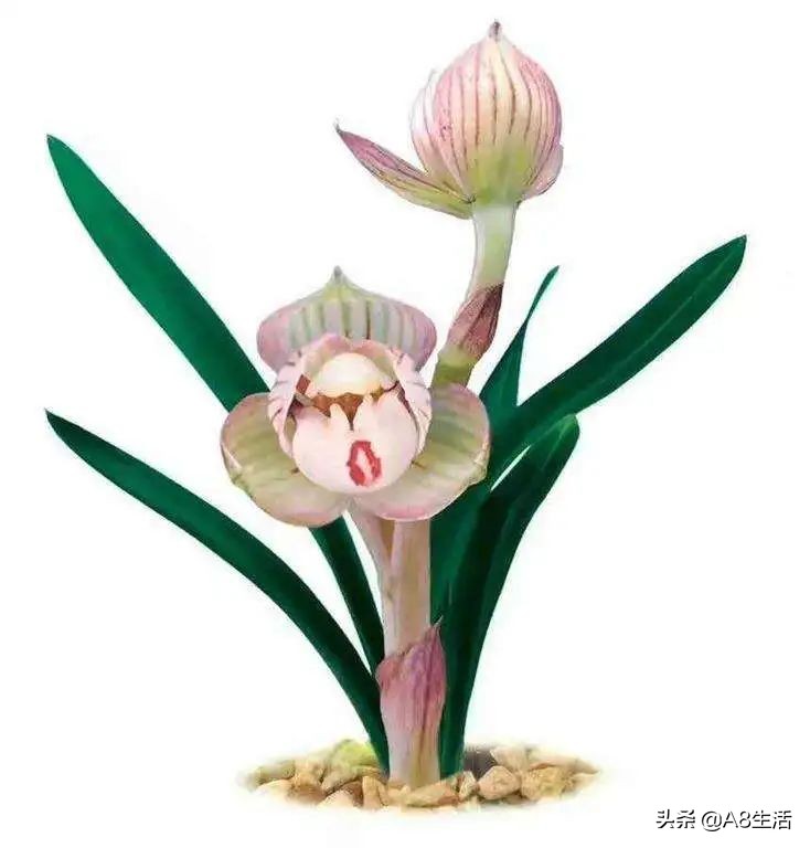 春兰姜氏荷兰名品欣赏,姜氏荷兰花春兰