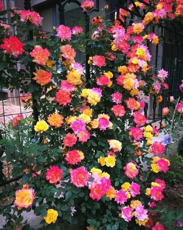 无刺四季开花藤本月季品种有哪些,耐热又耐寒的藤本月季有哪些品种