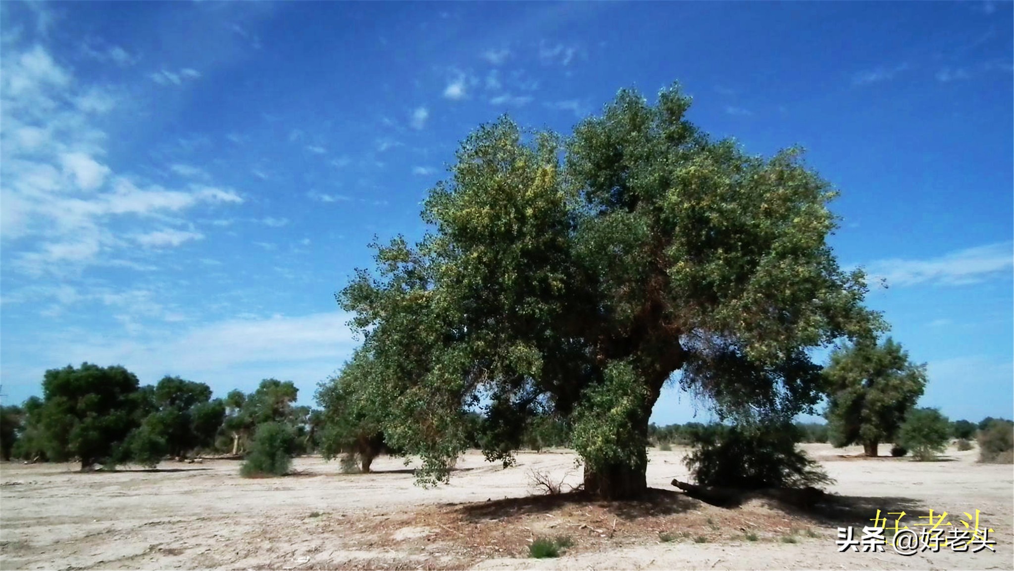 库尔勒轮台胡杨林风景区,胡杨林景区轮台