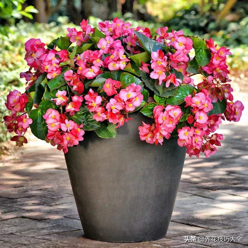 四季海棠花春天几天浇一次水,四季海棠怎么养才能长得茂盛