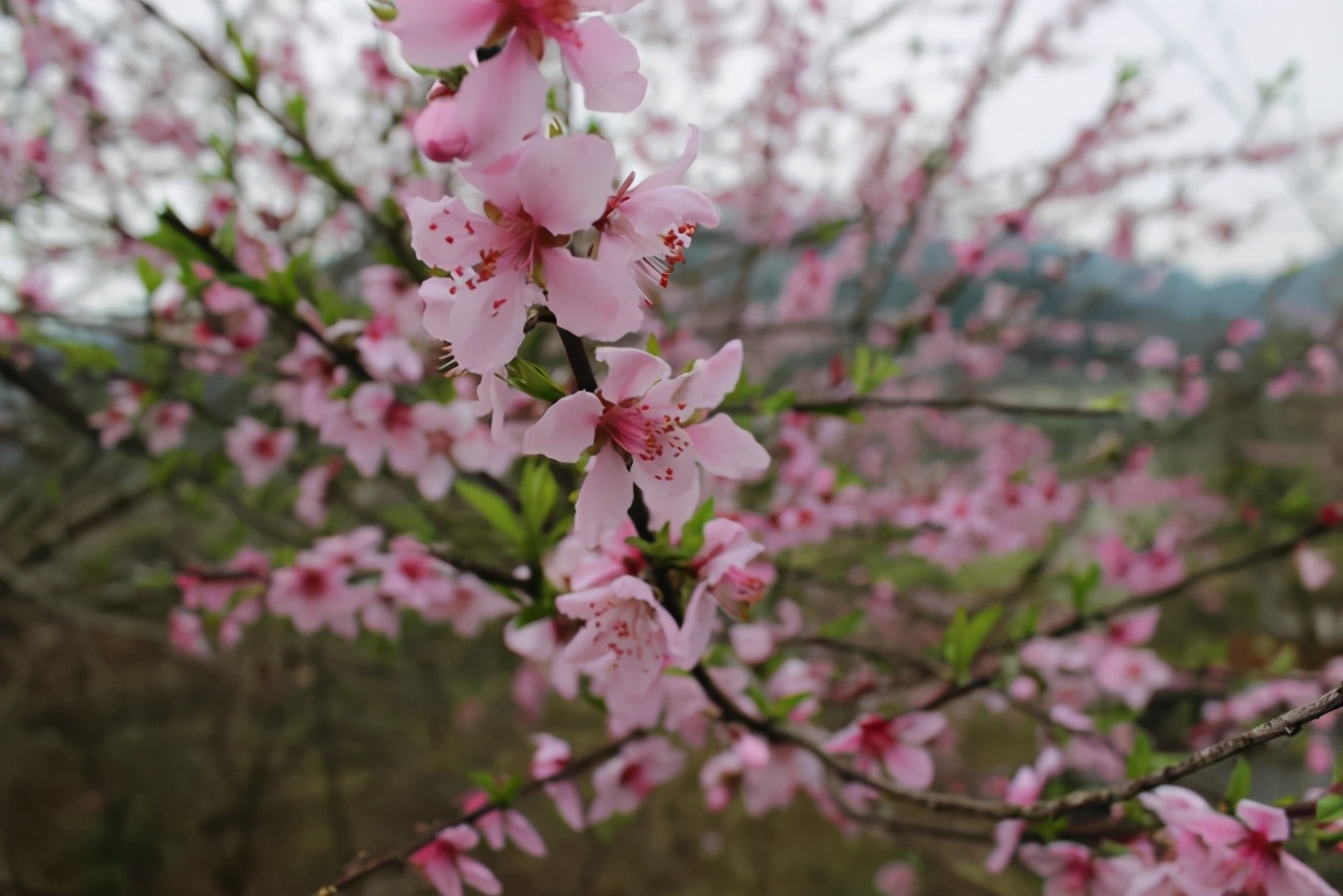 「今日作家」向卫华‖桃花谷(散文)