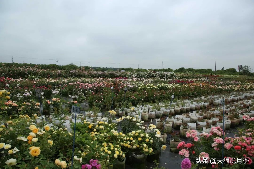 天狼月季起源,天狼月季是做什么的