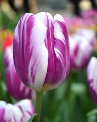 月季花的花花世界,郁金香的花海视频