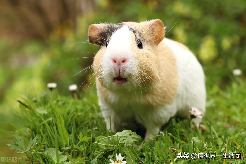 适合单身女生养的萌宠