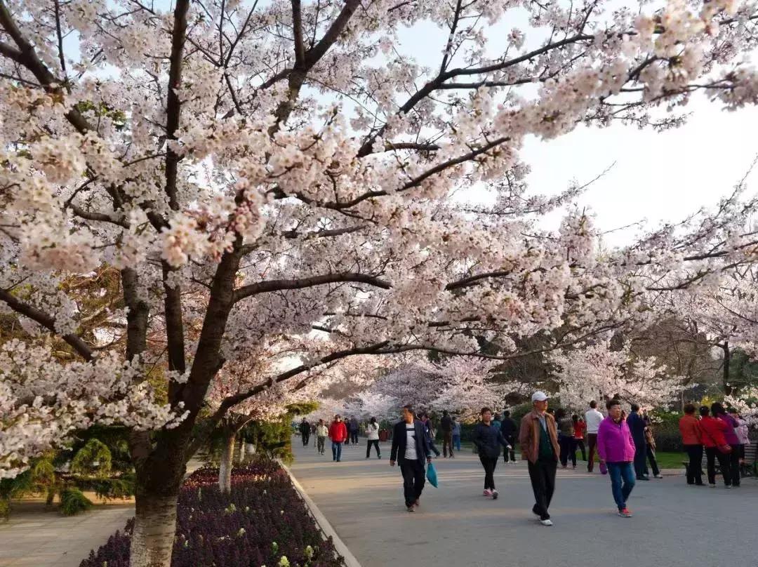 十大赏樱地,赏樱最好的三个地方