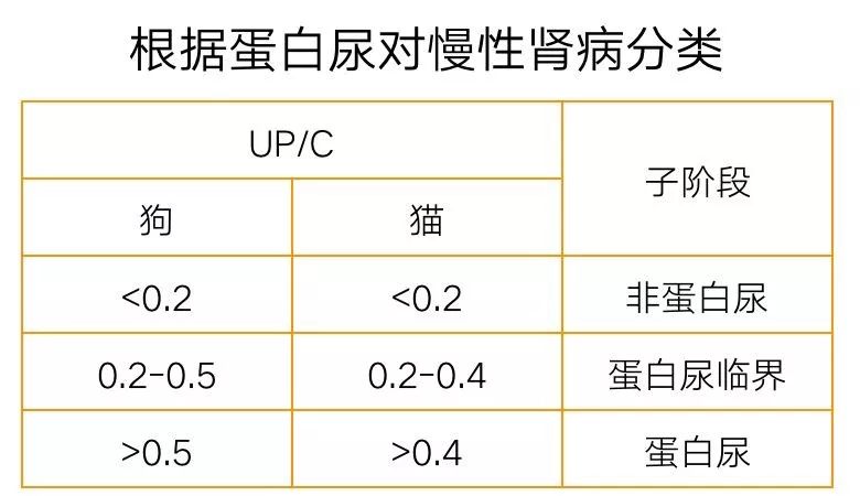 MYAO猫病特辑|慢性肾病