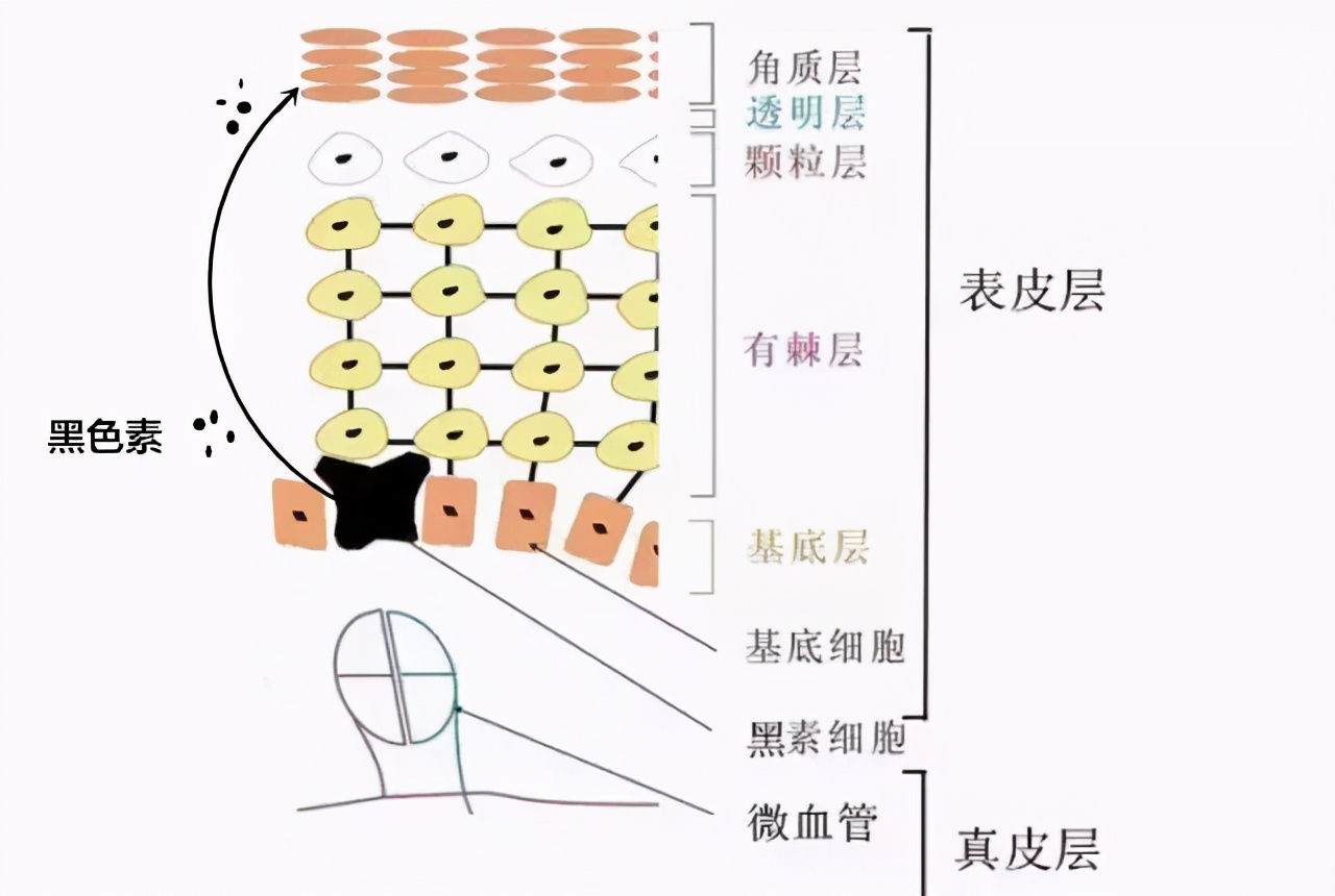 医学博士说眼霜真的治疗黑眼圈吗,真正对黑眼圈有用的眼霜