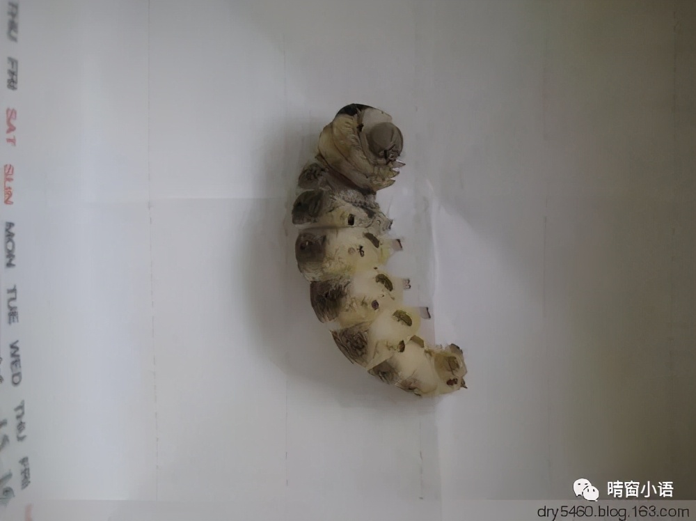 养蚕记怎么写三年级200字,蚕化蛹为蝶的过程总结