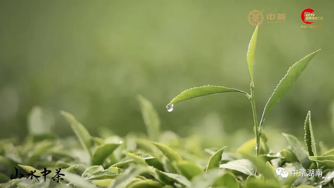椹竟楂樺北浜戦浘缁胯尪,涓尪椹竟楂樺北缁胯尪