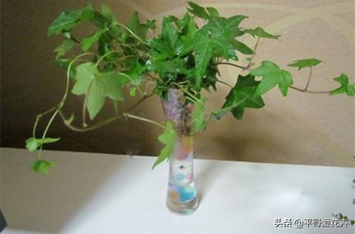 适合室内养的耐阴开花植物水培,冬天室内适合养什么绿植水培