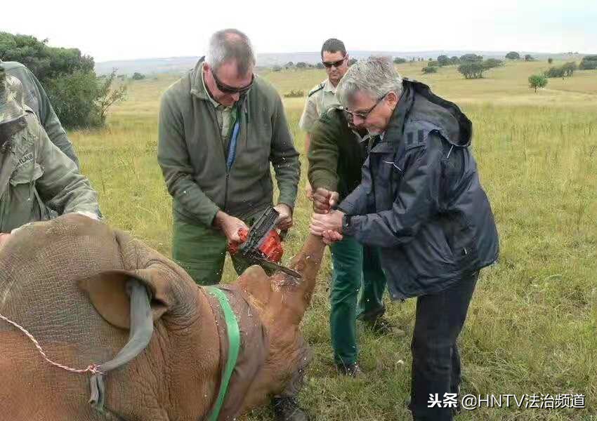 南非富翁饲养野生犀牛，取犀牛角合法买卖