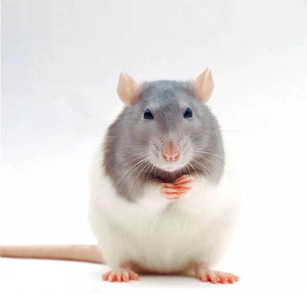 花枝鼠怎么铲屎,花枝鼠打喷嚏但是不勤