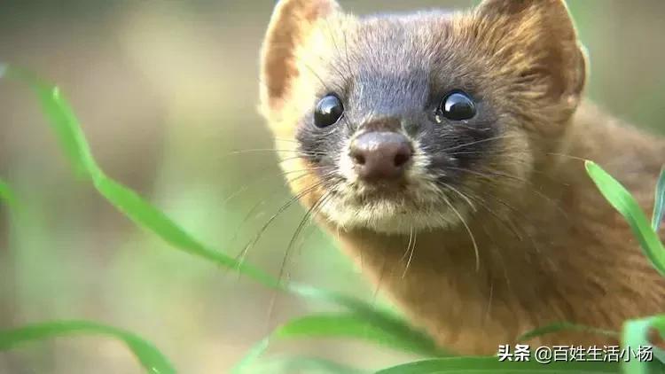 黄鼠狼为啥是神奇动物,黄鼠狼是什么动物怎么那么臭呢