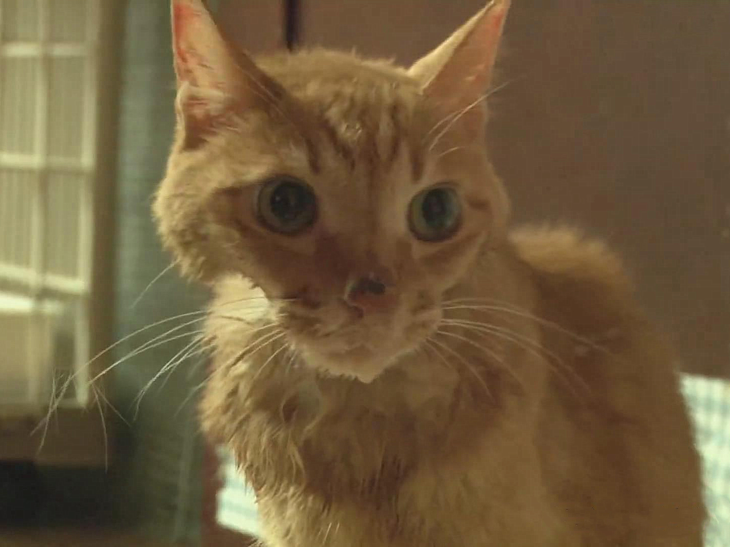 胖橘离奇暴瘦15斤,了解后才知,原是陪伴猫咪长大的柴犬过世了