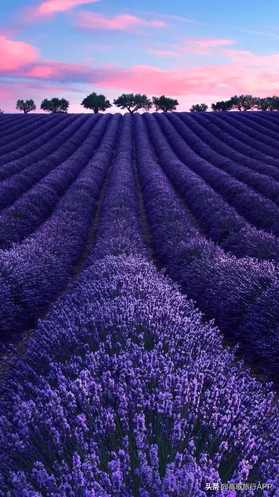 伊犁花海旅游攻略大全,新疆伊犁花海旅游攻略