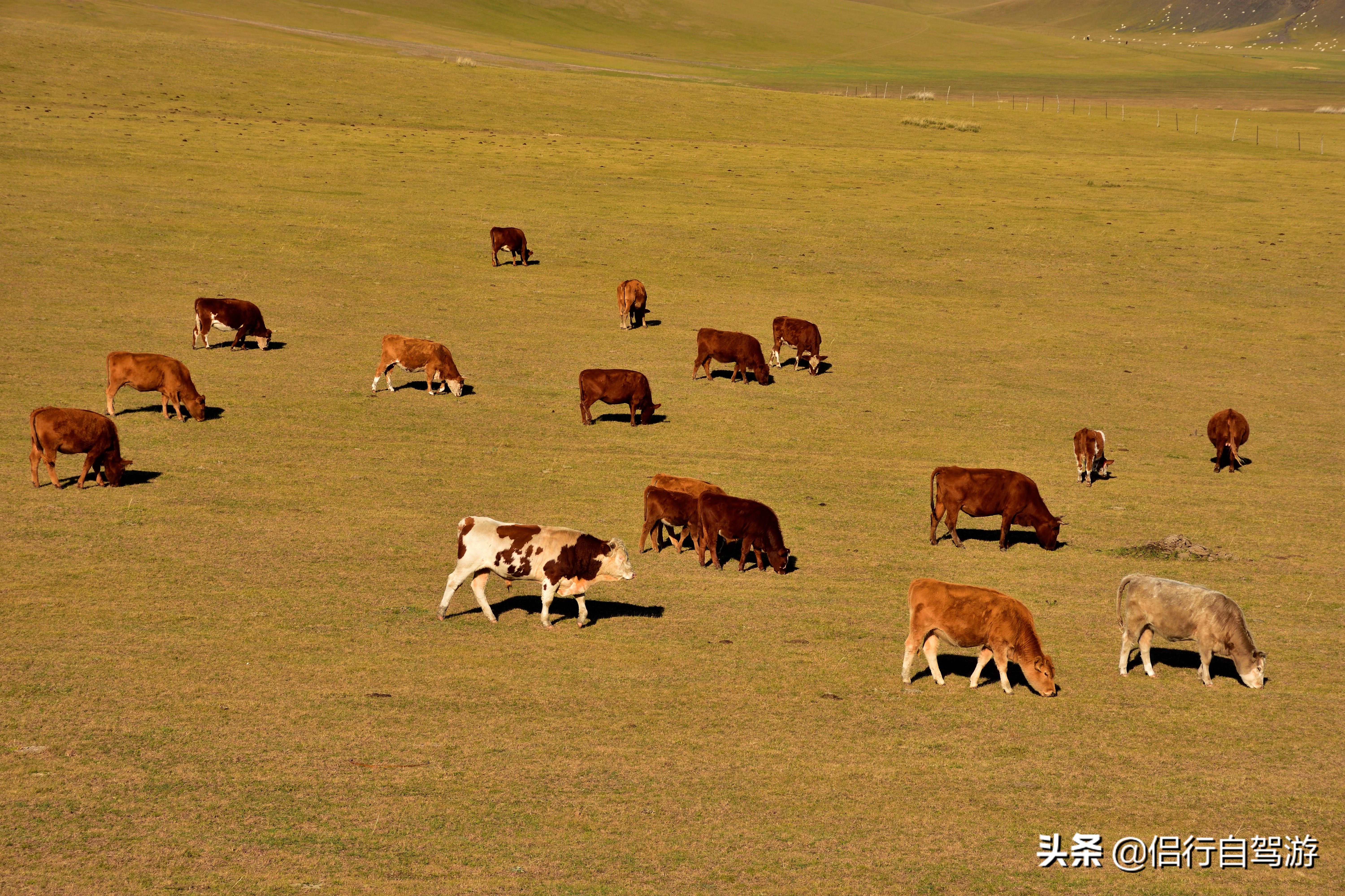 西乌旗景观大道,两条景观大道
