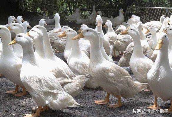 蛋鸭怎么养不怕人,蛋鸭养殖水质变差如何处理