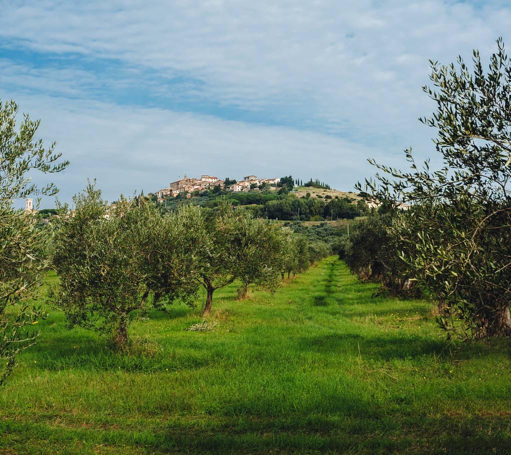 西班牙进口橄榄油排名,西班牙口碑最好的进口橄榄油
