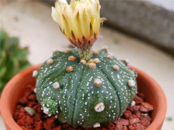 100种常见多肉的养法图片大全,60种好度夏的多肉植物