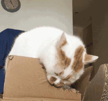 猫咪生吞维生素,猫咪生吞猫粮呕吐