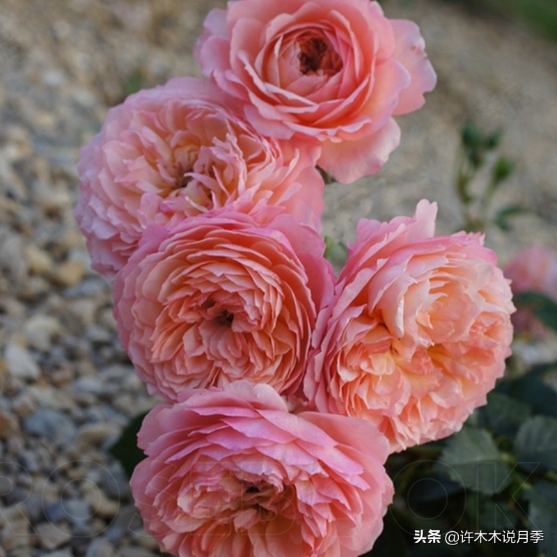 十大浓香切花月季,好看好养的月季品种推荐