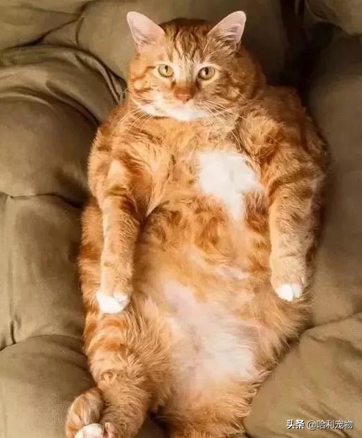 猫为何是液体,猫咪为什么要给猪染色