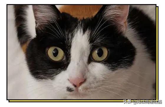 求助！我的猫以为自己是我妈怎么办？