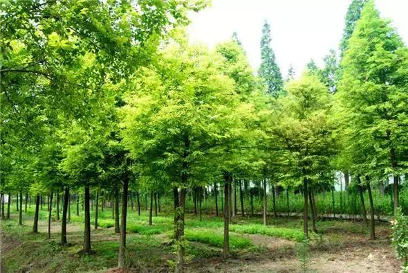 灌木球苗圃每亩盈利多少,苗圃经营新手入门