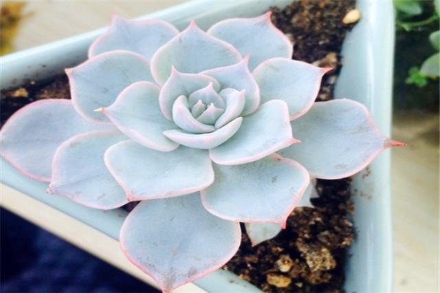 多肉蓝石莲怎么养更漂亮,多肉品种蓝石莲怎么养好