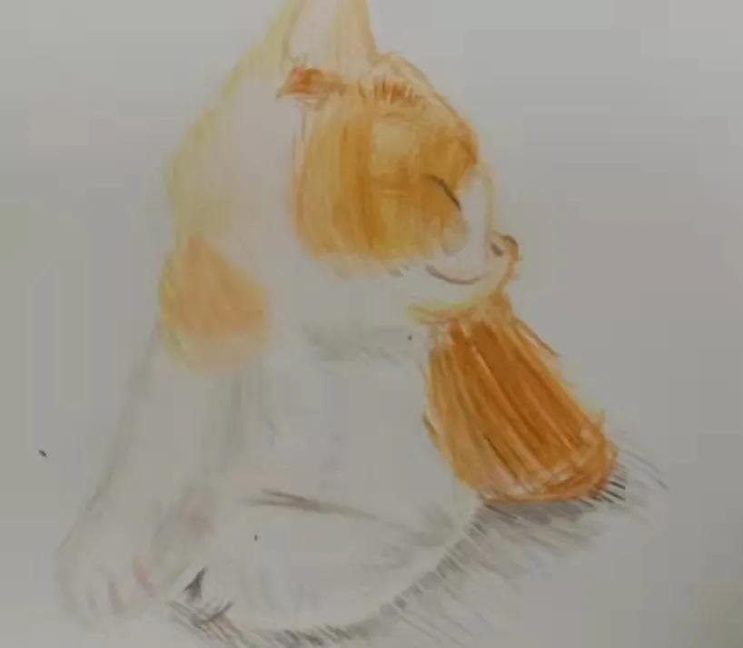 找领养新成员|你好呀，铲屎官