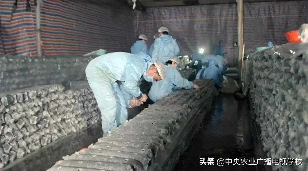 香菇菌棒污染高什么原因,食用菌菌包污染原因