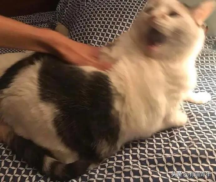 医生说我家猫很有性格,医生说我的猫有点傻