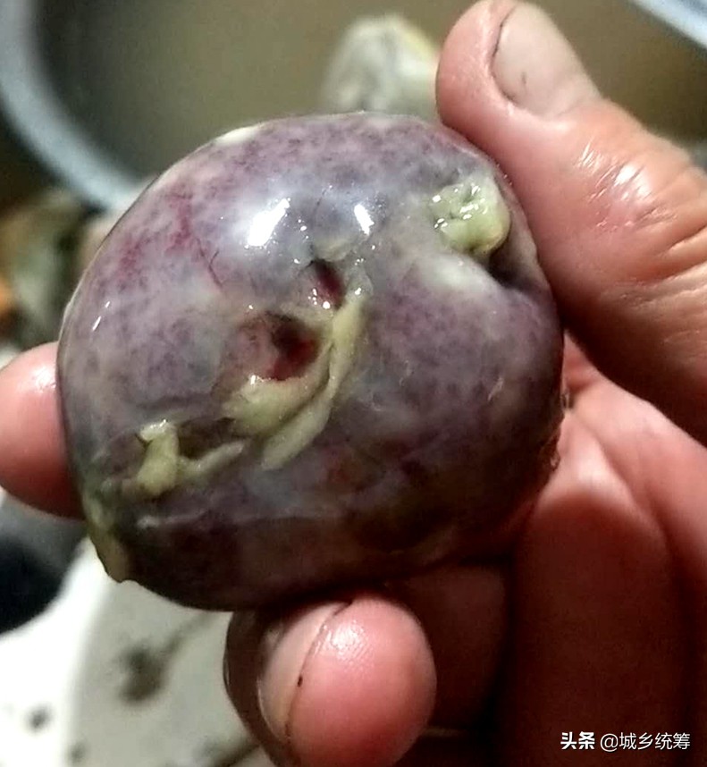 孙先生喜获鸡蛋一般大小的“鸡宝”