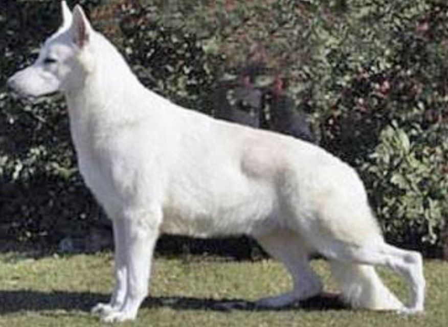 德国牧羊犬白色,白色德国牧羊犬多少钱