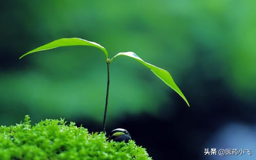 克林霉素和甲硝唑,克林霉素能喝酒吗