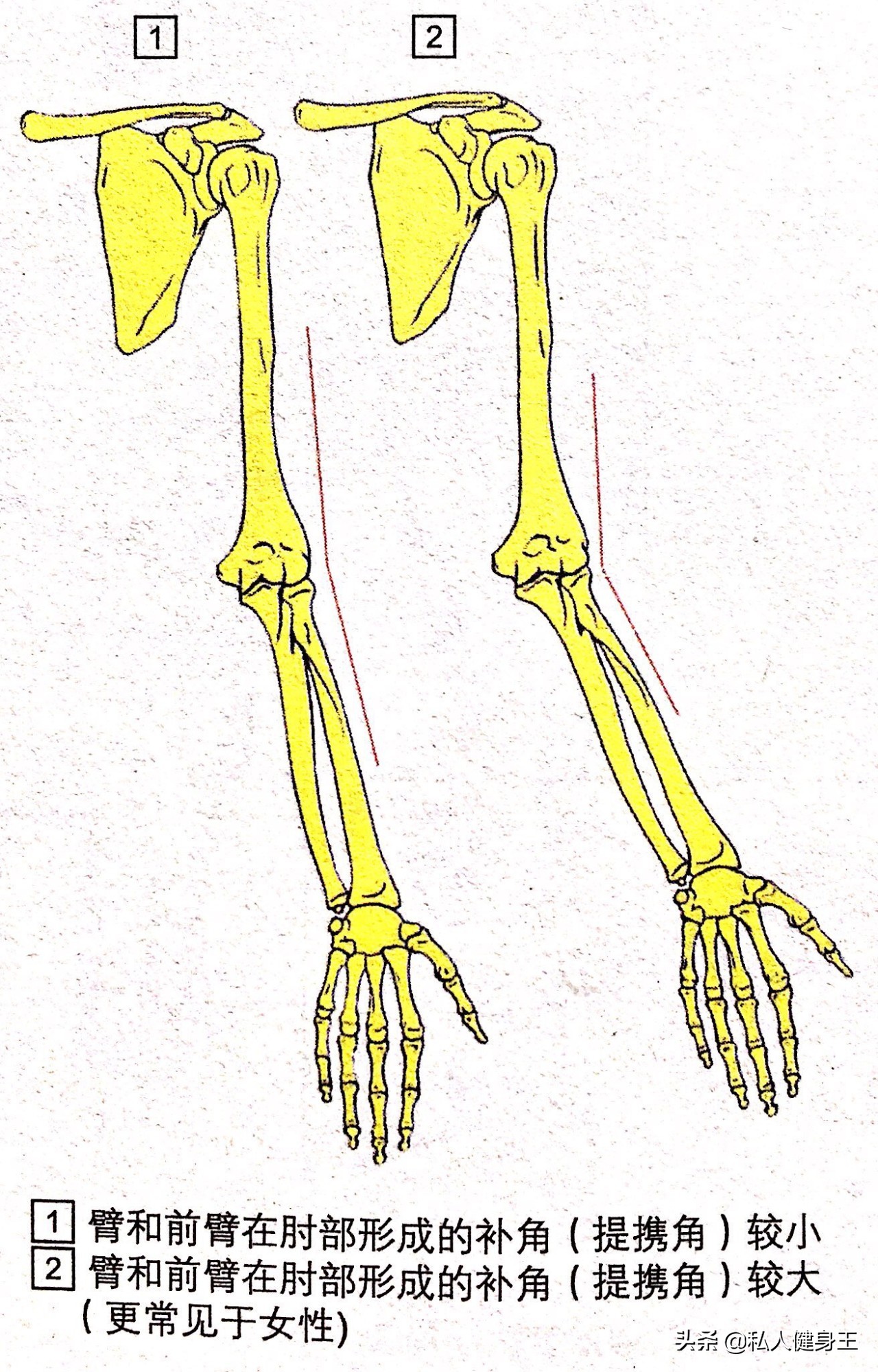 如何练大自己的肱二头肌,怎样练好肱二头肌用哑铃