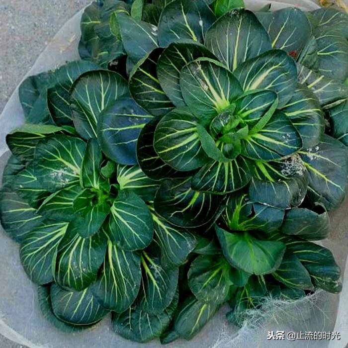 跌落神坛的五种多肉,长相奇特的6种多肉