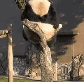 nba为什么把斯伯丁换成威尔胜,威尔胜是否会取代斯伯丁篮球