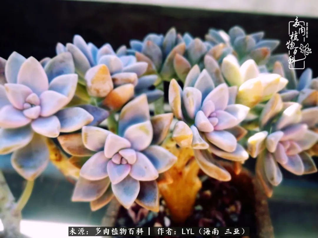 养多肉一年花了3万,养多肉一千多盆