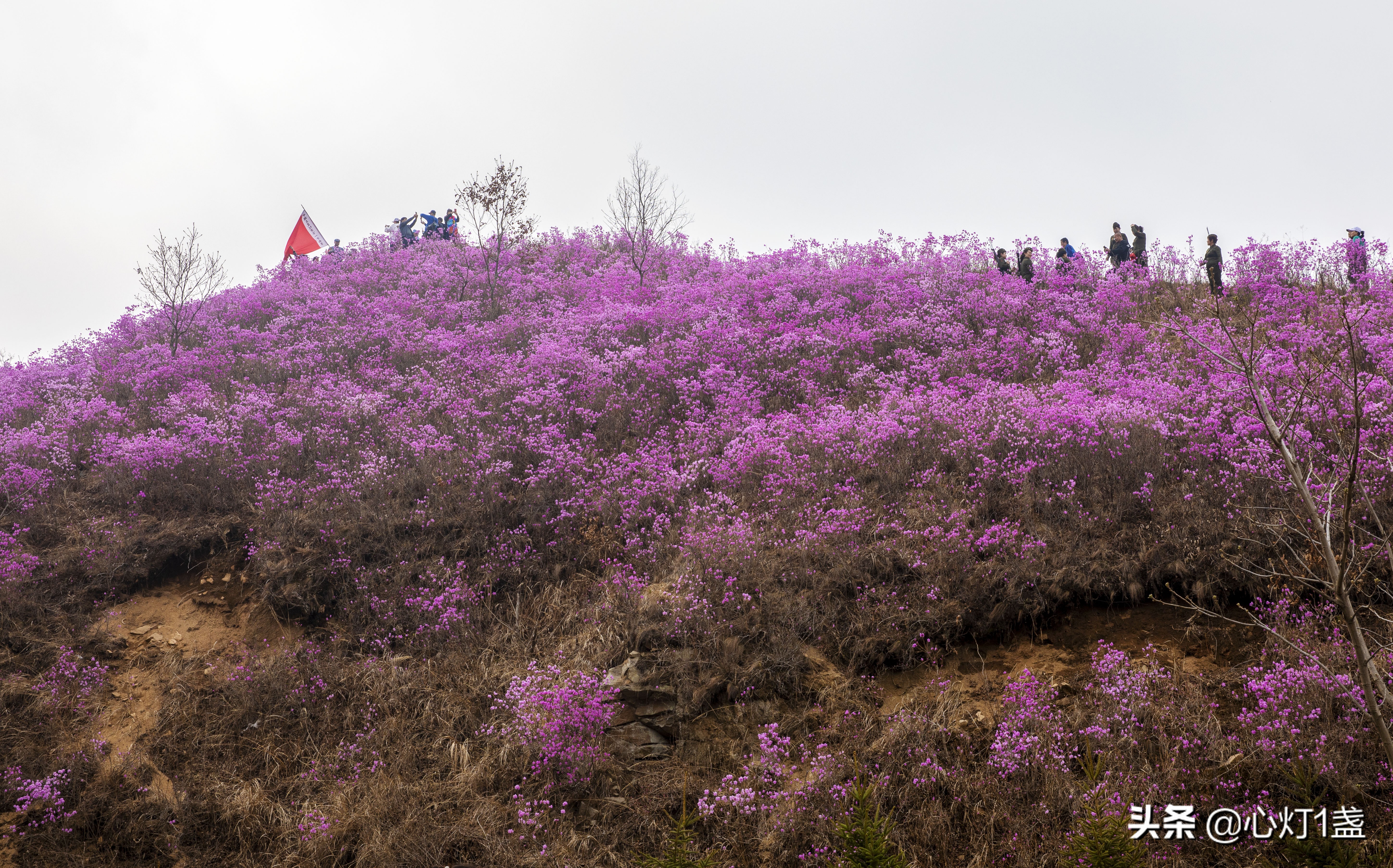 岫岩映山红什么季节开,岫岩映山红花期开多久