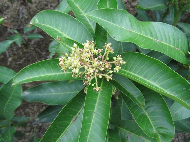 芒果盆栽种植方法,盆栽芒果正确种植方法