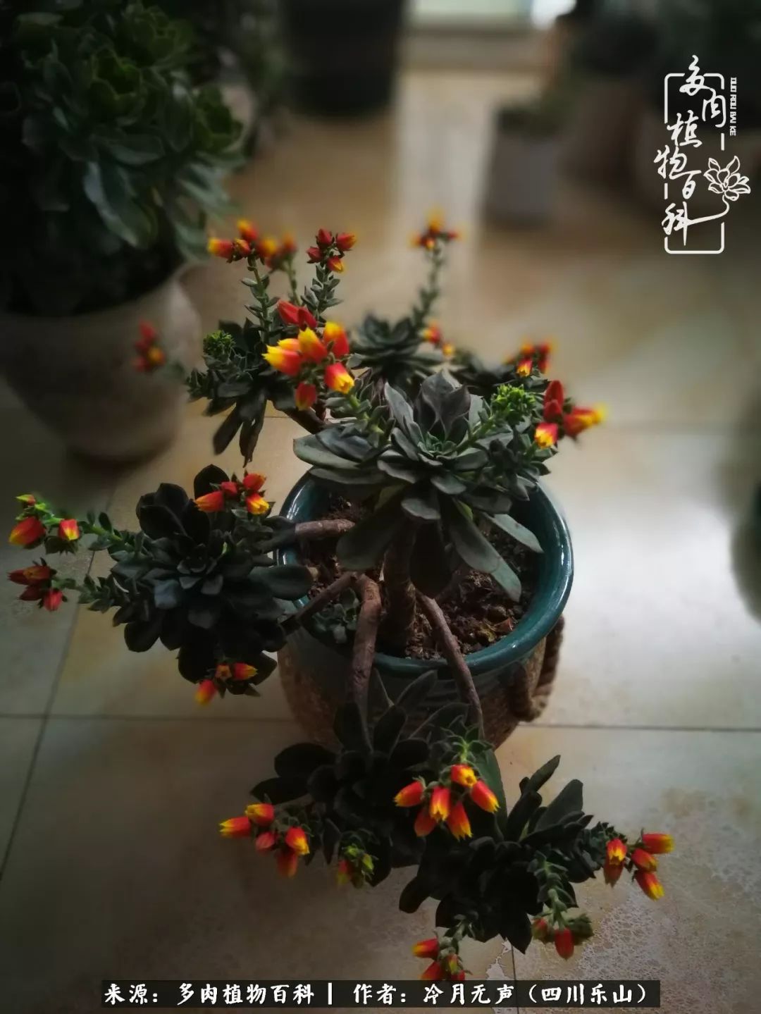 时光见证多肉故事,关于多肉的故事