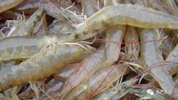 进口南美虾价格最新行情,今年5月份进口南美白虾全国数量