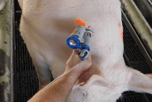 母猪子宫内膜炎的综合防治,母猪子宫内膜炎最佳用药方案